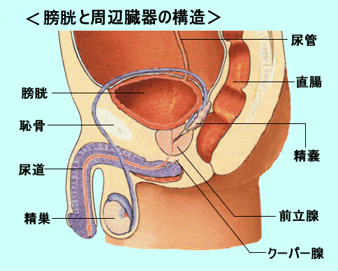 1 8 1） 腎臓、膀胱の機能と構造   yaku tik 