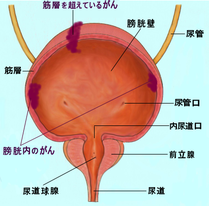 膀胱・尿道の仕組み・働き   腎臓病と喉痛.com